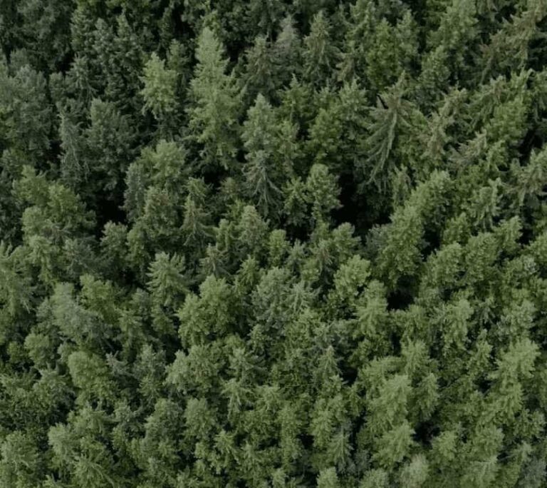 Overhead imagery of trees in a forest