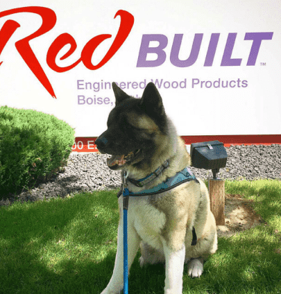 A dog sits happily in front of a RedBuilt sign