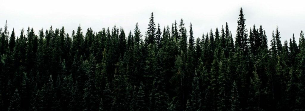 Forest Tree line